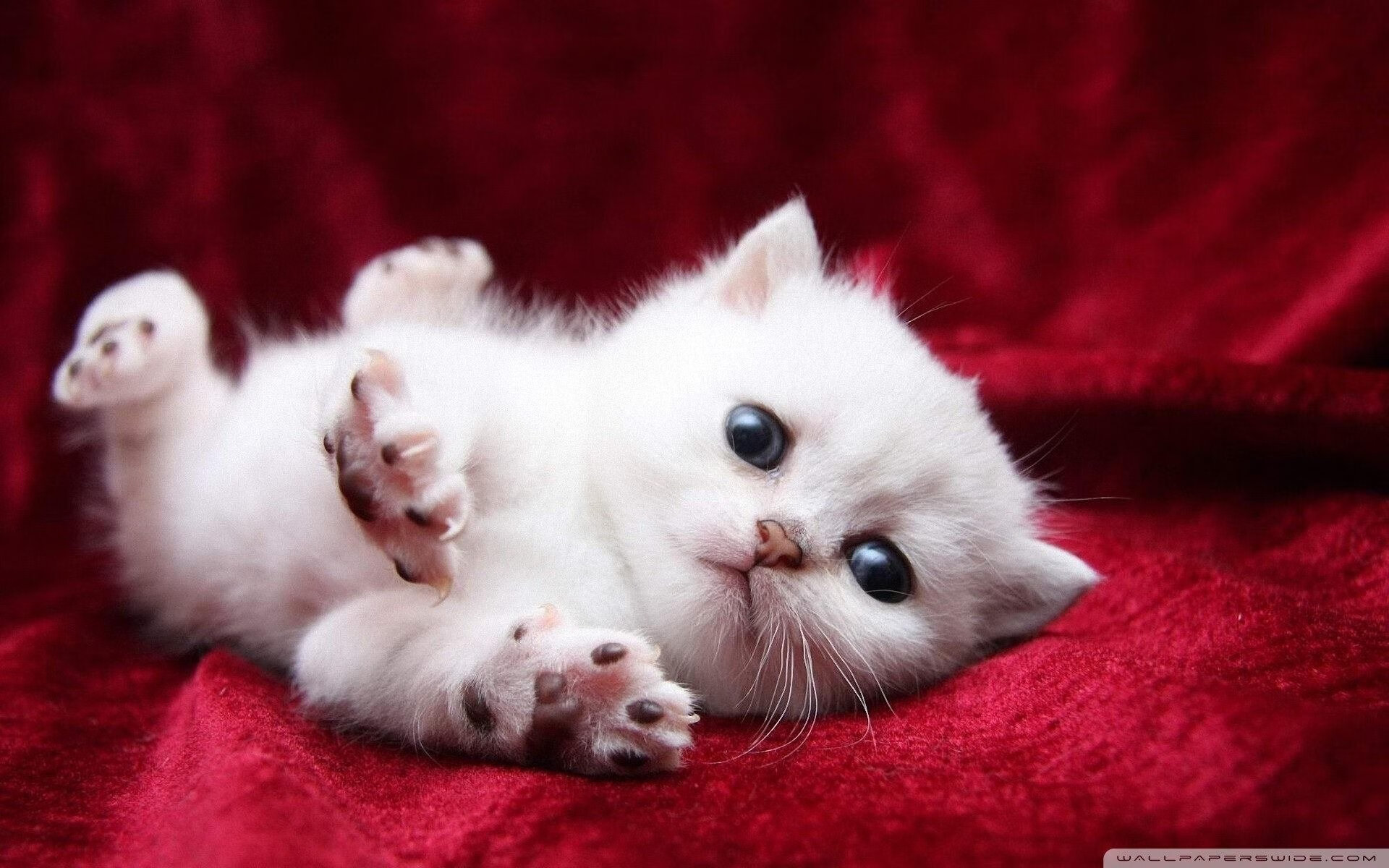 开云官方网页登录-_火箭队逐步反弹，状态逐渐回升_，火箭队状况