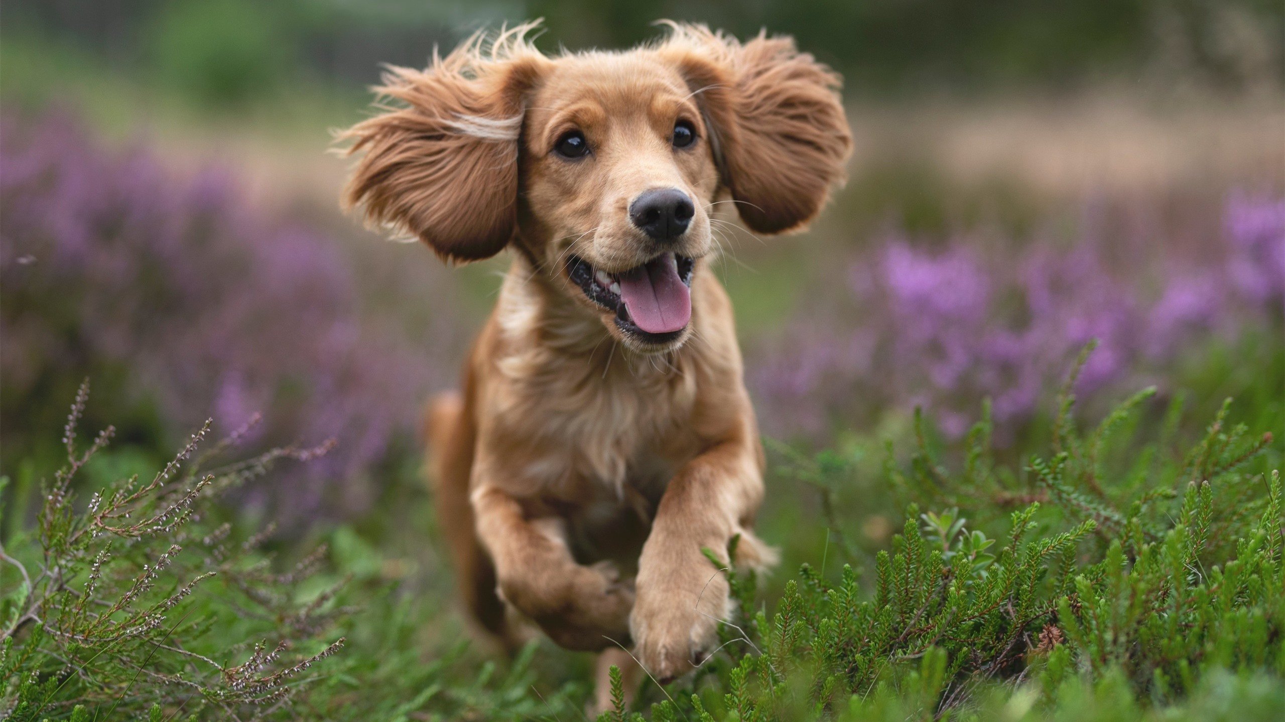 开云 官网 入口-“传球艺术：联盟顶级助攻王的绝佳配合”，篮球传球助攻